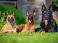 牧羊犬品种有哪些?(盘点全球最受欢迎的21种牧羊犬)