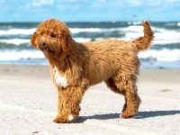 什么是爱尔兰涂鸦狗?(爱尔兰涂鸦狗的历史和起源)