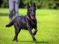 比利时玛利诺犬有黑色的吗?(黑色比利时玛利诺犬外观特点)