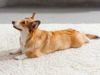 为什么柯基犬如此受欢迎?(养柯基的好处和坏处)