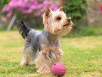 收养约克夏犬需要多少钱?(领养约克夏犬的方法与技巧)