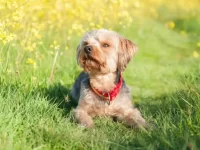 约克夏犬有哪些知名犬舍?(盘点全球出售约克夏优质犬舍名单)