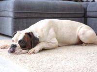 白拳师犬要多少钱一只?(白拳师犬的寿命是多少年)