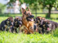 紫貂德国牧羊犬适合家庭饲养吗,幼犬要多少钱一只?