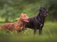 卡斯罗斗牛犬混血幼犬多少钱一只?(卡斯罗斗牛犬杂交的优缺点)