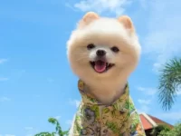 一只泰迪熊博美犬要多少钱,适合有孩子的家庭吗?