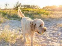 澳大利亚金毛多少钱一只,适合家庭饲养吗?