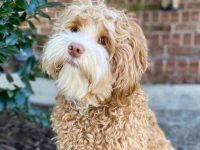 迷你澳大利亚拉布拉多犬多少钱?(迷你澳大利亚拉布拉多犬每月开销)