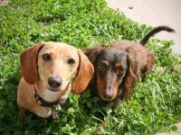 雄性腊肠犬与雌性腊肠犬有什么区别,公的好还是母的好?