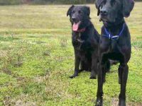 金毛猎犬和威玛猎犬混种的价格和费用,有什么优缺点?