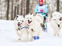 萨摩耶犬都是白色的吗,标准萨摩耶颜色是什么?