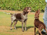 德国短毛指示犬公的好还是母的好,养起来有什么区别?