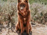 一只棕色哈士奇要多少钱?成年后毛色会改变吗?