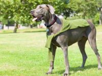 什么是蓝色大丹犬,它们真的是蓝色的吗?