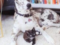 大丹哈士奇混种要多少钱一只?能活多少年?