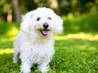 比熊犬只有白色吗?(比熊犬最稀有的颜色是什么?)