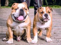 英国斗牛犬哈巴狗混种多少钱一只?适合家庭饲养吗?