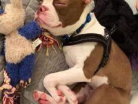 红色波士顿梗犬要多少钱一只,平均寿命有多长?