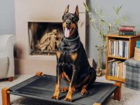 杜宾犬的常见健康问题有哪些?杜宾犬的7种疾病及解决方法!