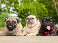 巴哥犬的常见死亡原因有哪些?(让巴哥犬活得更长寿的5个简单技巧)