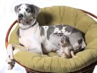 大丹犬吉娃娃混种成年后有多大,有什么优缺点?