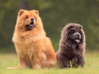 松狮犬公的好还是母的好?松狮犬全方位的综合对比!