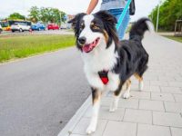 澳大利亚牧羊犬能外出遛弯吗?有什么需要注意