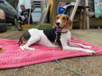 什么是浣熊猎犬比格犬混种?寿命有多长?