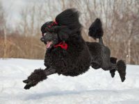 什么是黑色贵宾犬,外观长什么样?