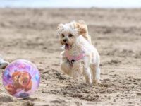 卡瓦普犬多少钱一只?卡瓦普犬的优点和缺点!