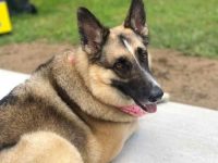 郊狼德国牧羊犬混血多少钱一只?(郊狼德国牧羊犬杂交的优缺点)