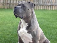 斗牛獒幼犬要多少钱一只?(斗牛獒的优缺点)