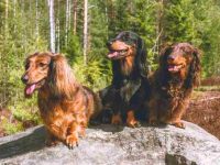 什么是长毛腊肠犬?(长毛腊肠犬的样貌特征和生活习性)