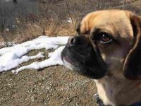 可卡犬和哈巴狗杂交要多少钱一只,有哪些优点和缺点?