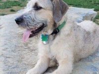 比特犬贵宾犬混血多少钱一只?(比特犬贵宾犬杂交的优缺点)