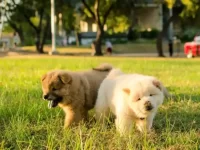 松狮犬雄性还是雌性适合看家门,有那些优点?