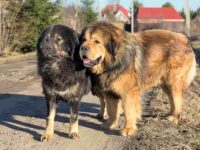 养藏獒是雄性还是雌性适合看门?