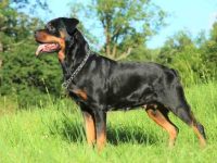 罗威纳犬是好的护卫犬吗,公的还是母的适合陪伴孩子?