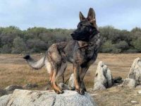 什么是紫貂德国牧羊犬,成年后颜色会改变吗?