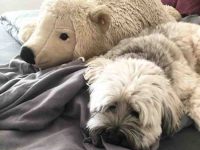 西藏梗掉毛到底有多严重?它是什么样的?