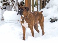 斑纹拳师犬要多少钱一只?(斑纹拳师犬一般能活多久)