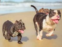 什么是比特犬剪耳,剪耳对健康有好处吗?