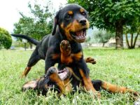 罗威纳犬多少钱一只?(饲养罗威纳犬每年的成本花费)