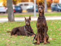 红色杜宾犬要多少钱一只?(红杜宾犬的寿命有多长)