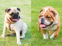 英国斗牛犬哈巴狗杂交的历史和起源