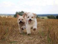 哈瓦那犬养公的好还是养母的好,哪个更适合自己?