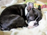 波士顿梗犬要多少钱一只?(饲养波士顿梗犬每月的成本花费)