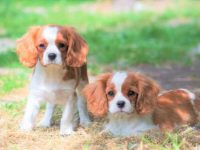 茶杯骑士查理王小猎犬的价格是多少,寿命有多长?