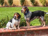 什么是蓝蜱比格犬?(蓝蜱比格犬的历史和起源)