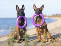 养比利时玛利诺犬雄性好还是雌性好?全方位的综合对比!